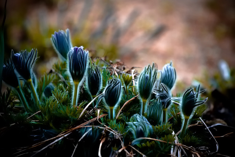 Strahlende Blumen