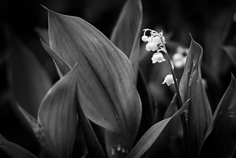 lily of the valley