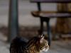 Katze