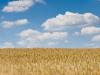 Wolkenfeld