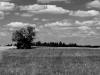 Baum im Feld