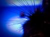 blauer Igel