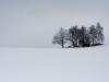 Baumgruppe im Schnee